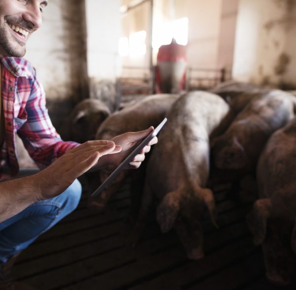 Closeup view of farmer touching tablet at pig farm while pigs domestic animals eating in background. Closeup view of farmer touching tablet at pig farm while pigs domestic animals eating in background.