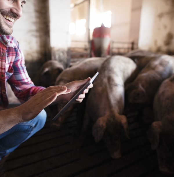 Closeup view of farmer touching tablet at pig farm while pigs domestic animals eating in background.